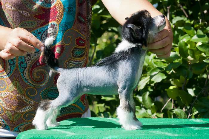 Status Imperial Limba