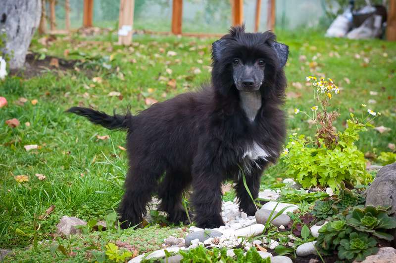 Status Imperial My Dark Side