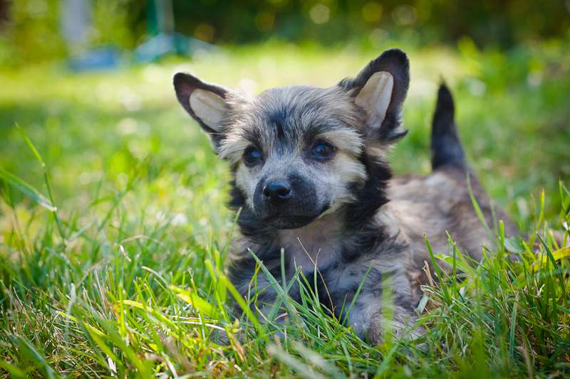 Status Imperial Moon Light