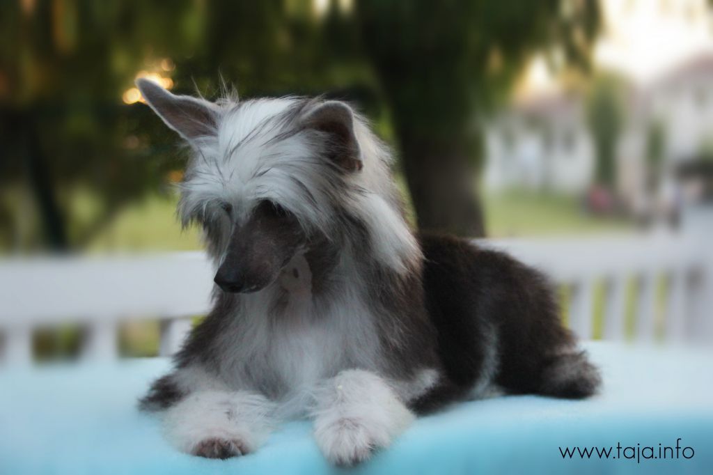 Taja crème de la Karma