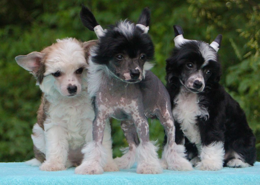 Taja Bling Bezel Rolex