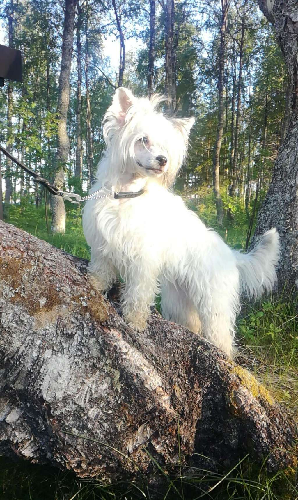 Mooncrystal's Ella Enchanted