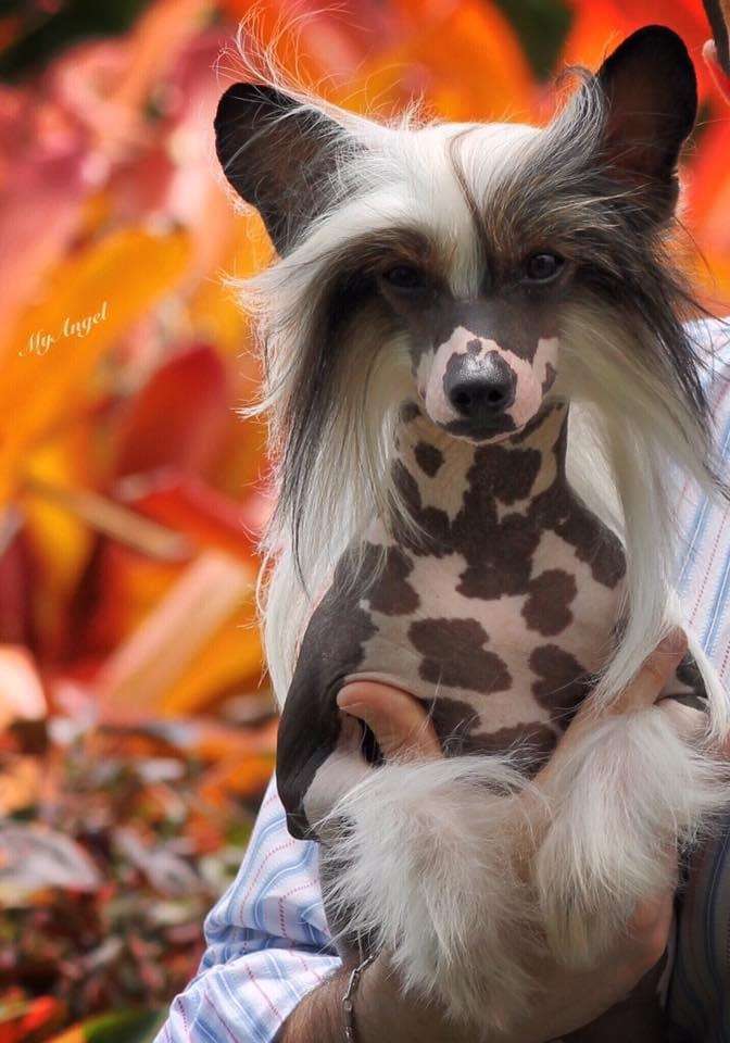 MyAngel-Chloe n Cristall's Drunk in Love AOM