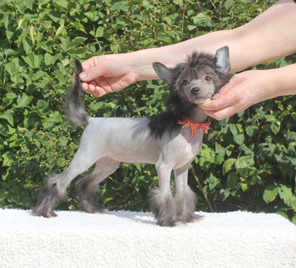 Vernisazh Mari Julie