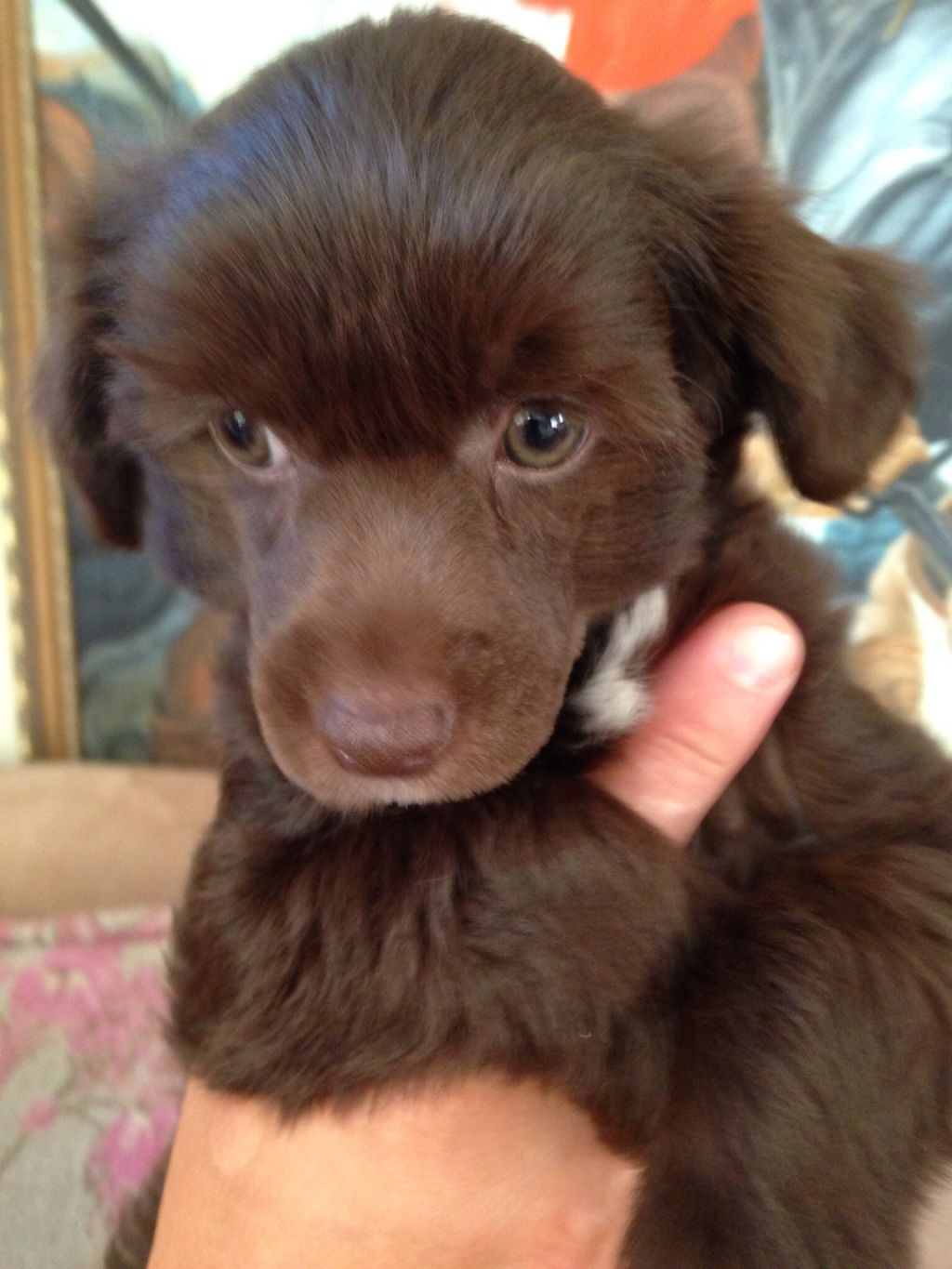 Baroque Chinese Horse Desperado