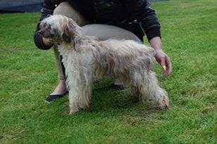 Baroque Chinese Horse Don Juan