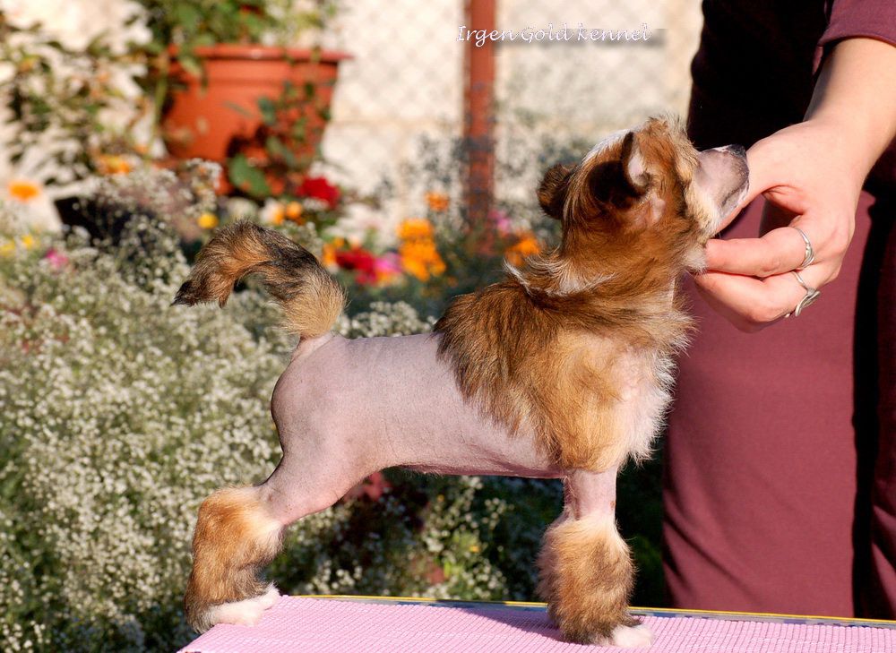 Irgen Gold Elle Macpherson