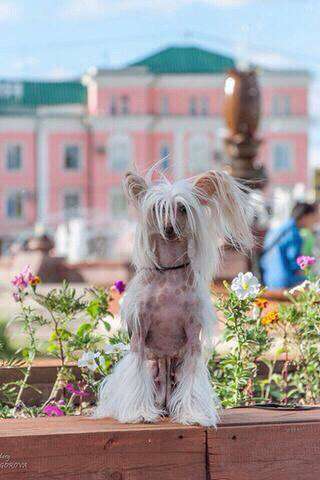 Roskoshnaya Noyrel iz Zvezdnogo Expressa