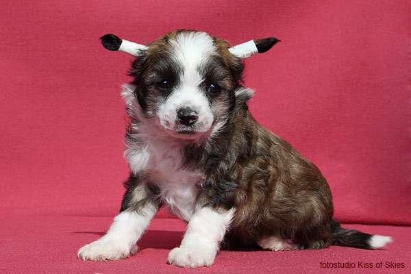 Anda Frelsis  Cornus