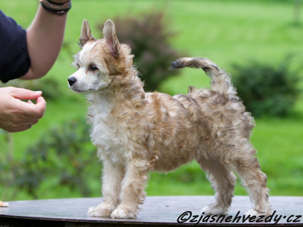 Chance z Jasne hvezdy