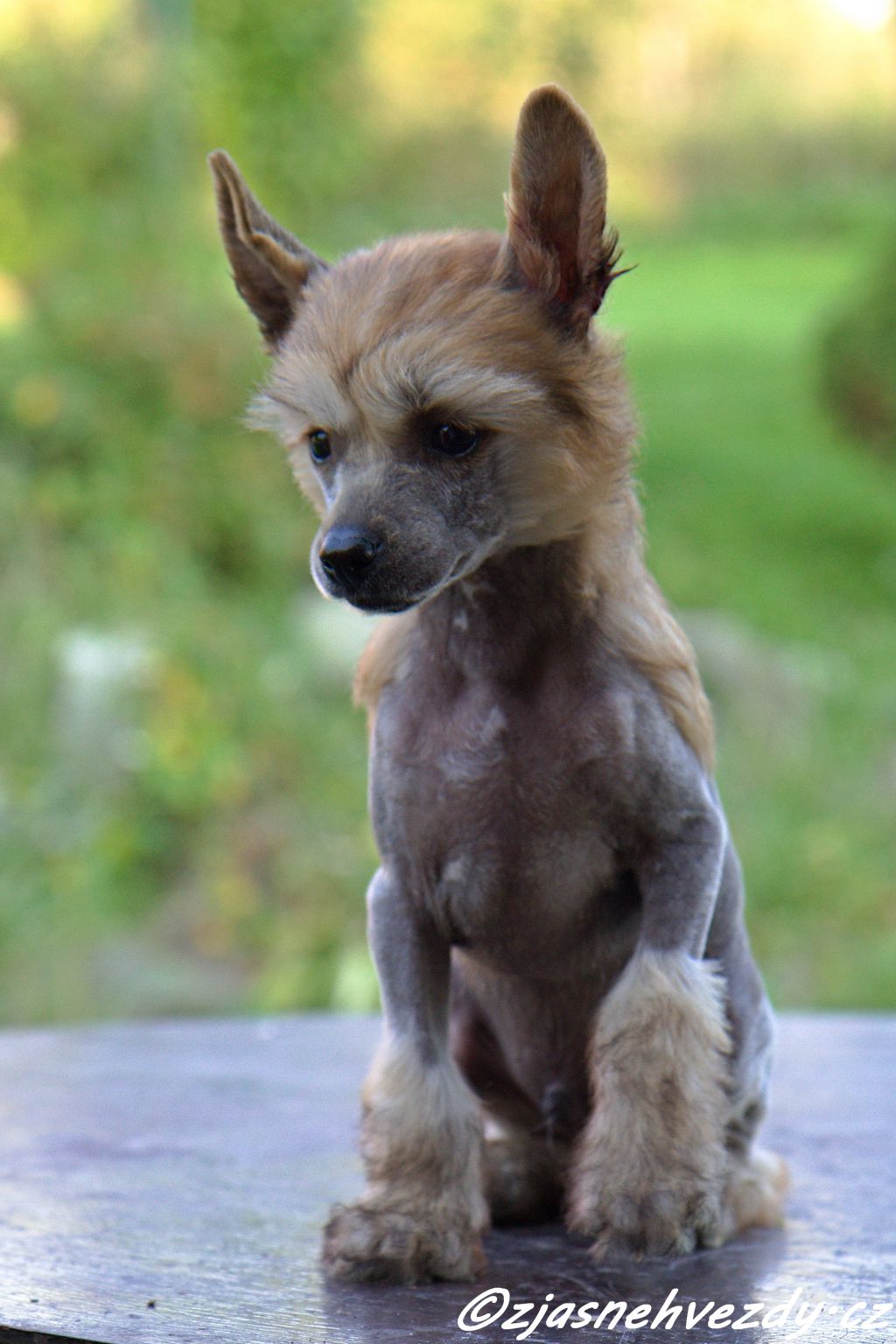 Christian z Jasne hvezdy