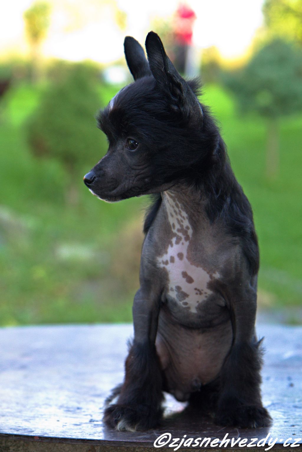 Chopper z Jasne hvezdy