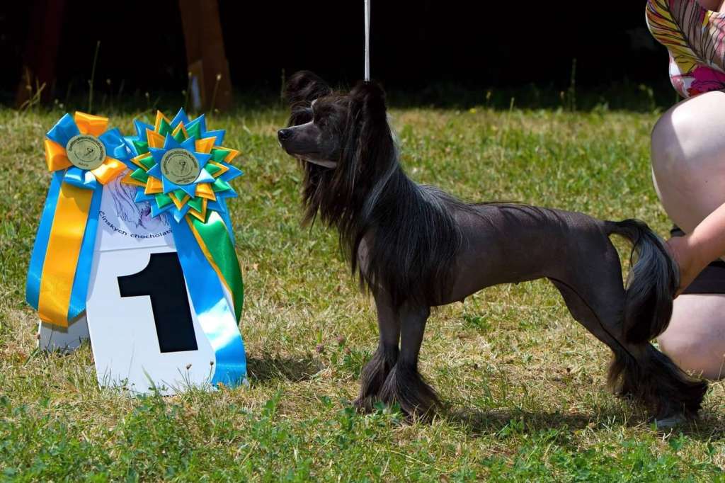 China Doll z Jasne hvezdy