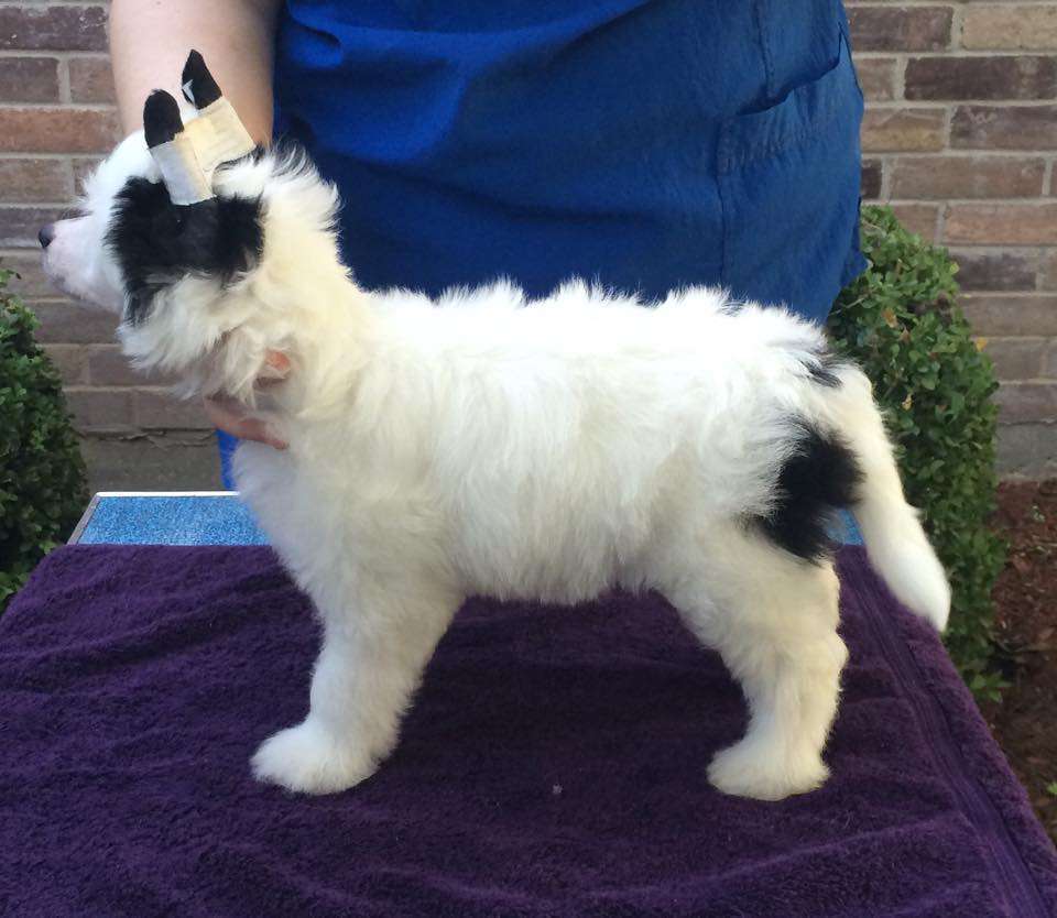 Sterling Tails Along This Road