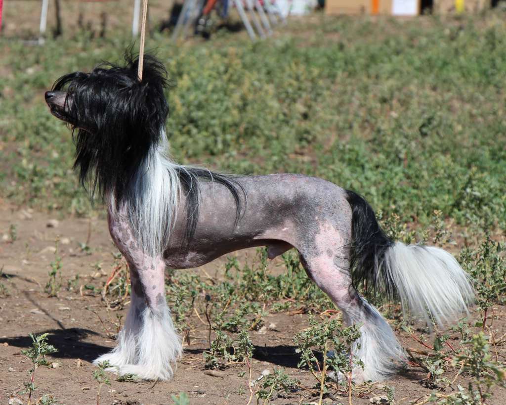 Samara Beauty Absolut.