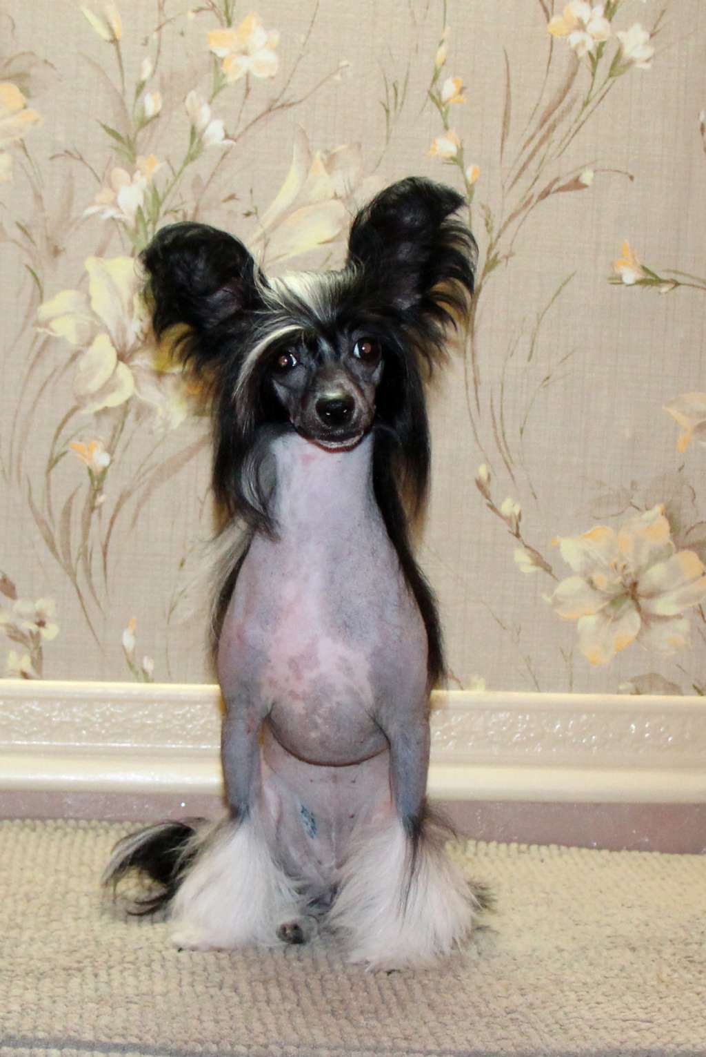 Samara Beauty Angelika Markiza Angelov