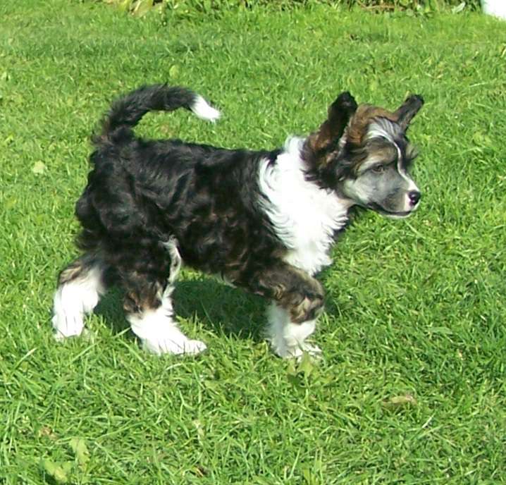 Cinamonas Labas Rytas