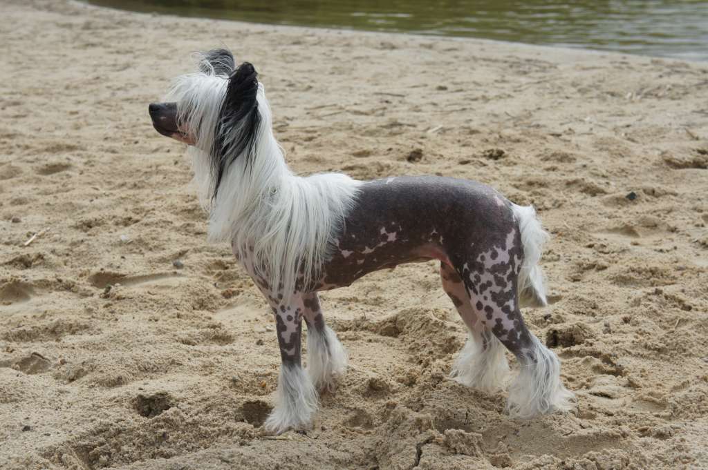 Fiery Fame Glaring As A Butterfly