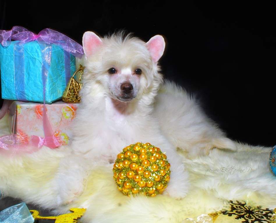 Fiery Fame Golden Victory Quincy