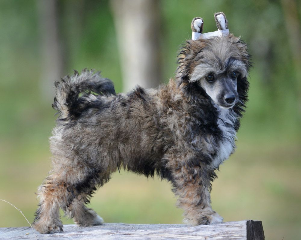 Sunstreaker Page Turner