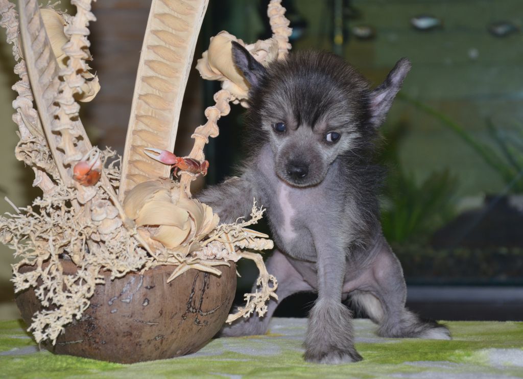 Dgesika Farty Bonus Westtai