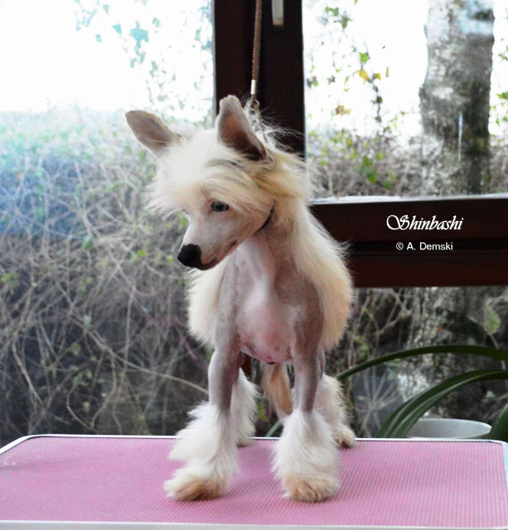 Monster High von Shinbashi