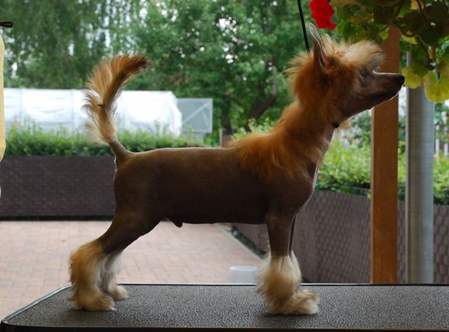 Golden Diamond Cresteds Phill Caro