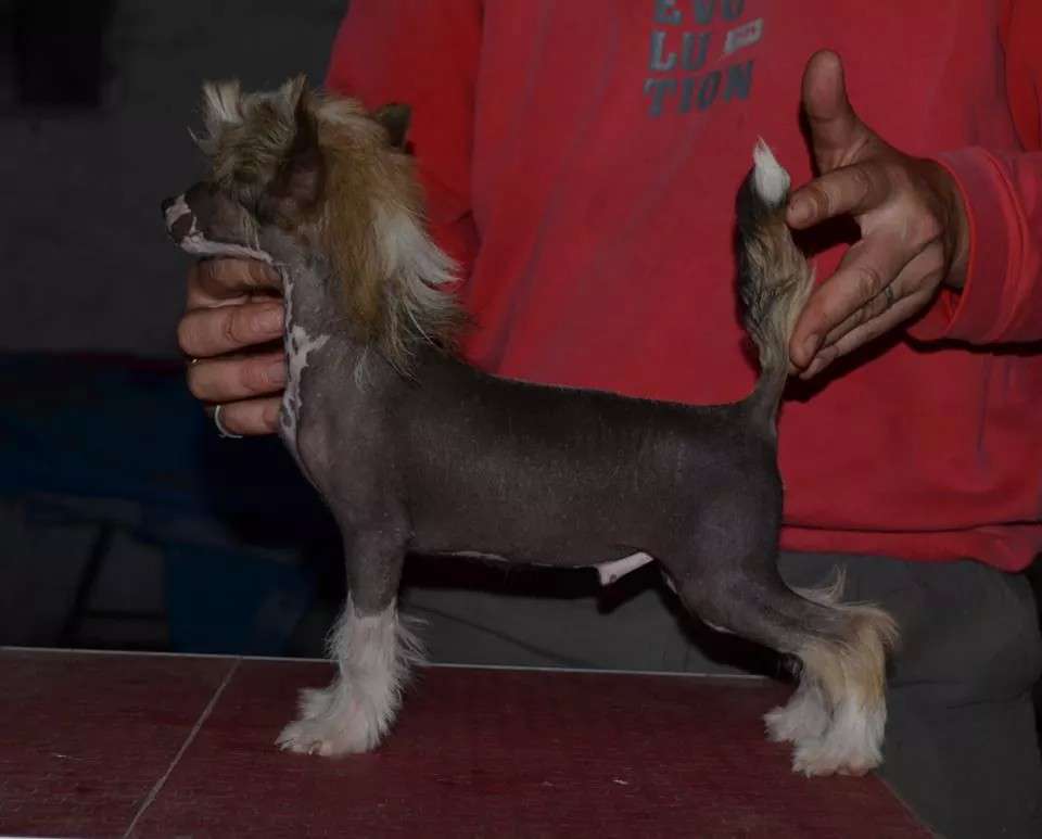 Gipsy Boy Falazairroo