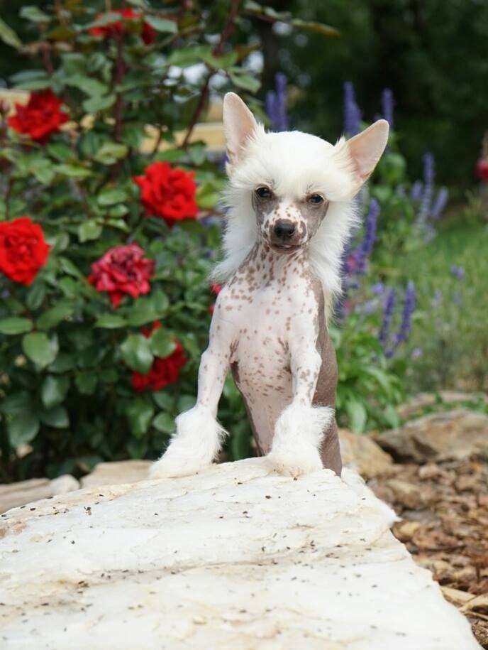 CedarFrost Saturday Night Special