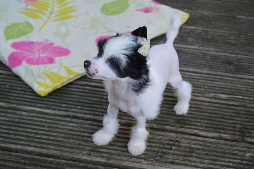 Narcisco von Shinbashi