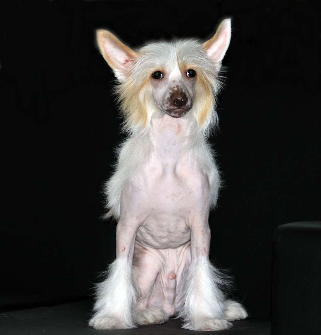 Renaissance New Level