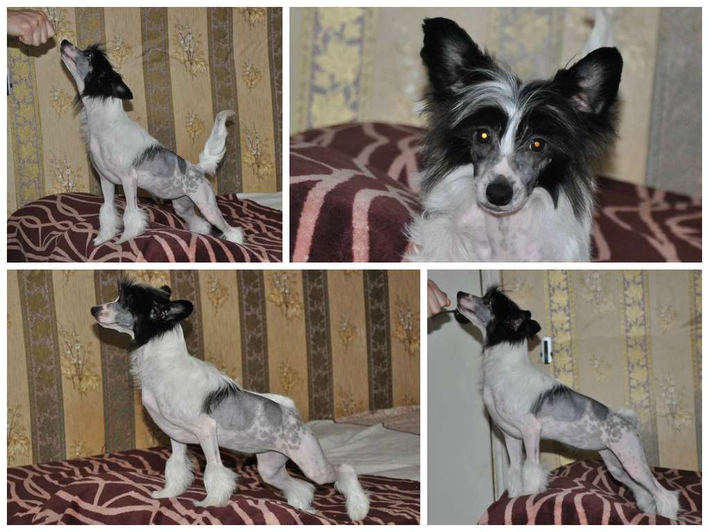 Zest Bessy  Winning Smile