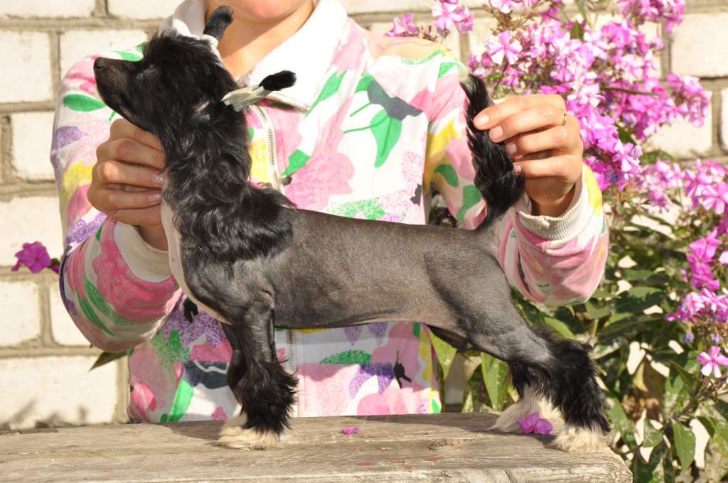 Zefira  Winning Smile