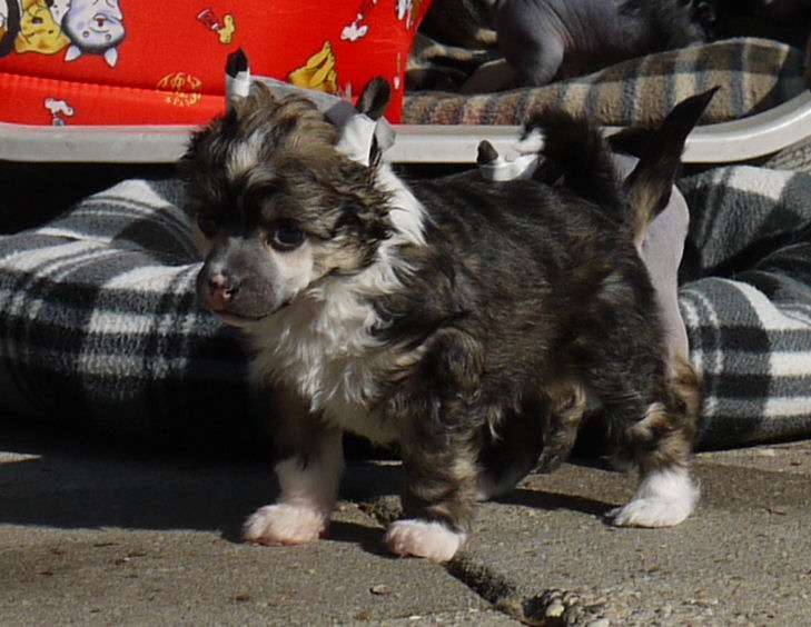 Lazy Lunatic Little Charmings