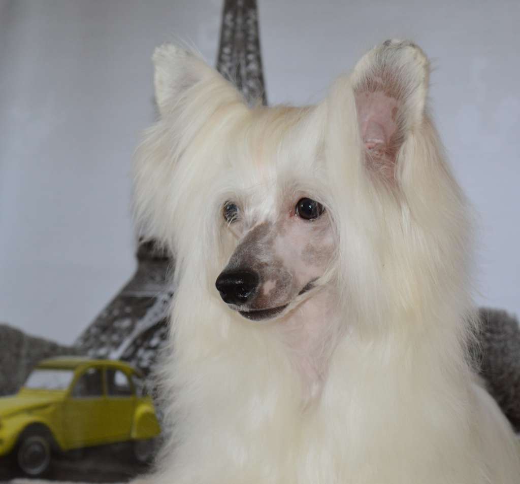 Magnus Staff Jackpot