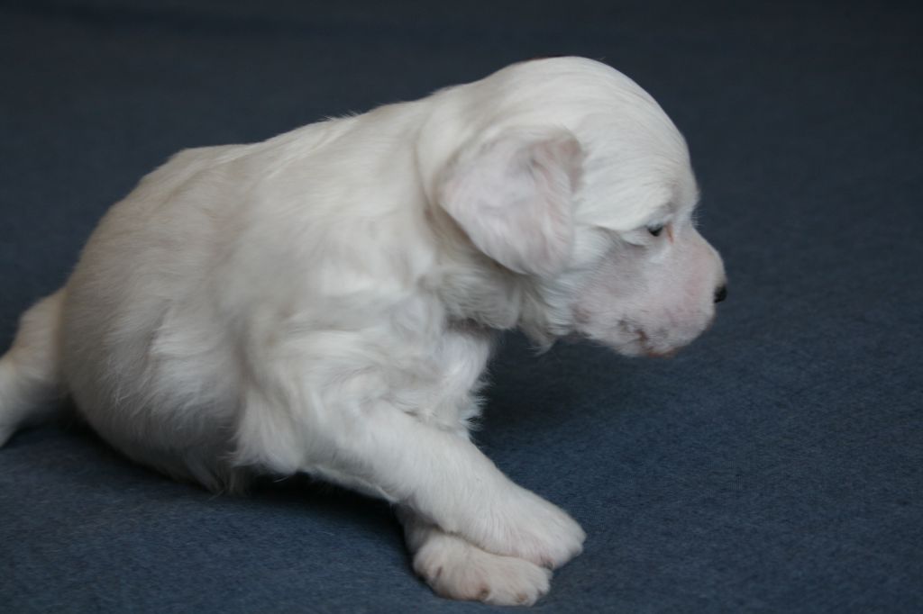 Magnus Staff Jack Sparrow