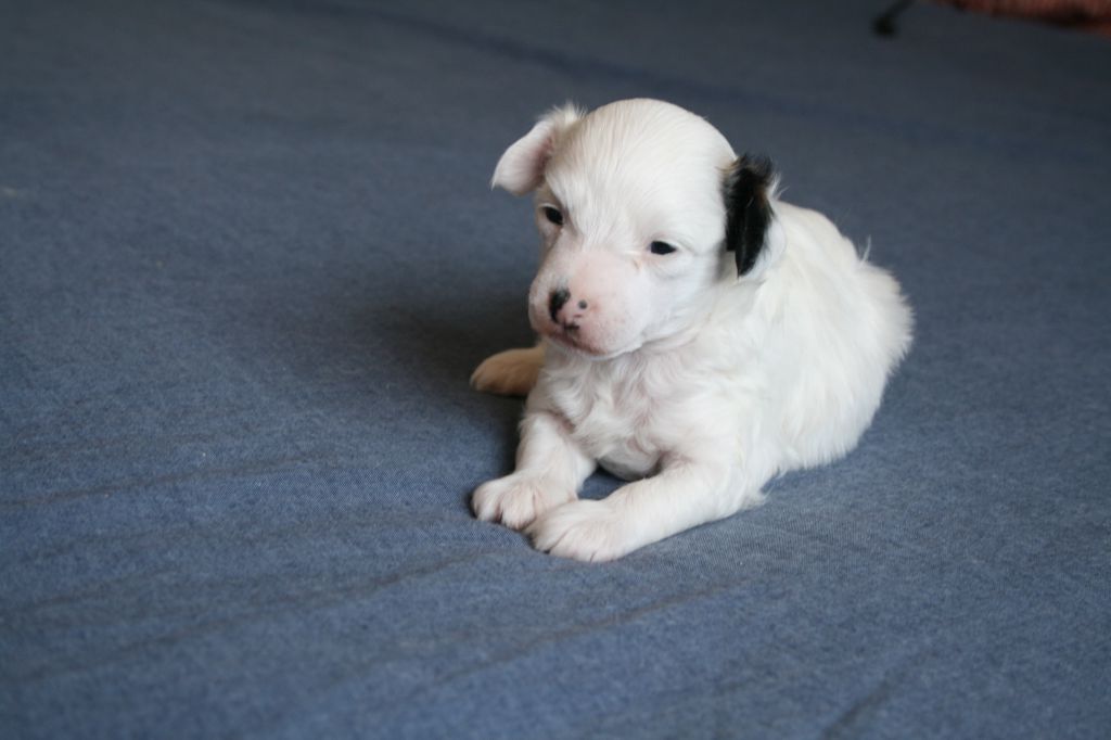 Magnus Staff Just Do It