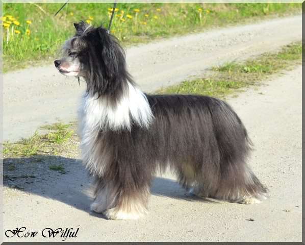 Bemu's Days Of Thunder