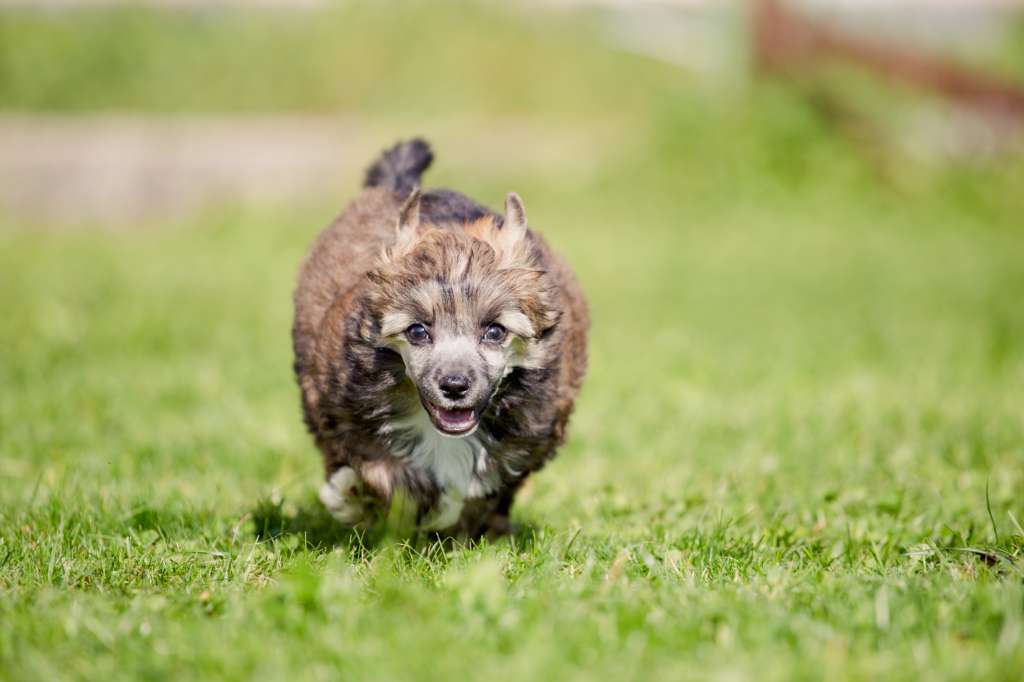 Aziza Yamei from Dynasty of Han