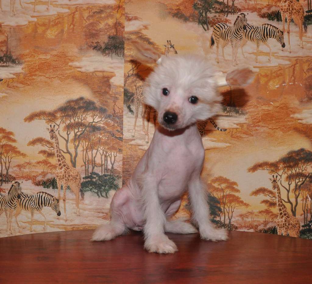 Super Star Roksolina