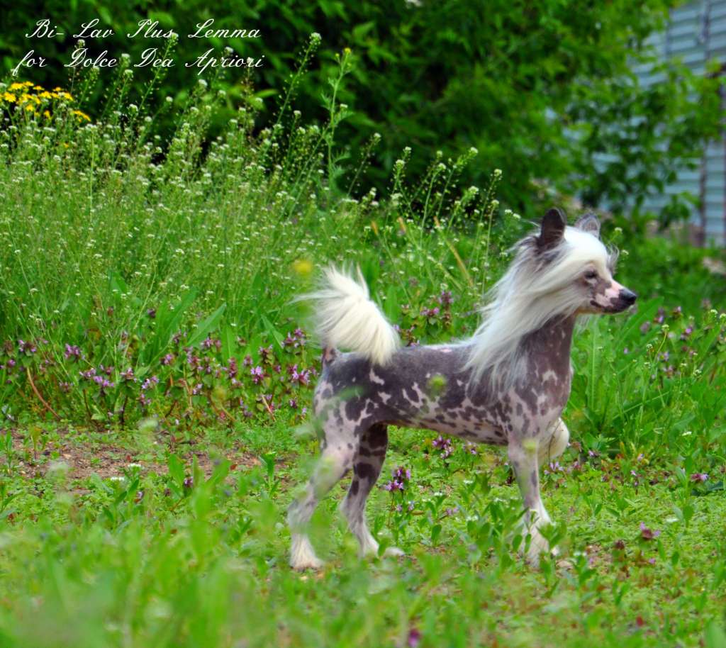 Bi-Lav Plus Lemma for Dolce Dea Apriori