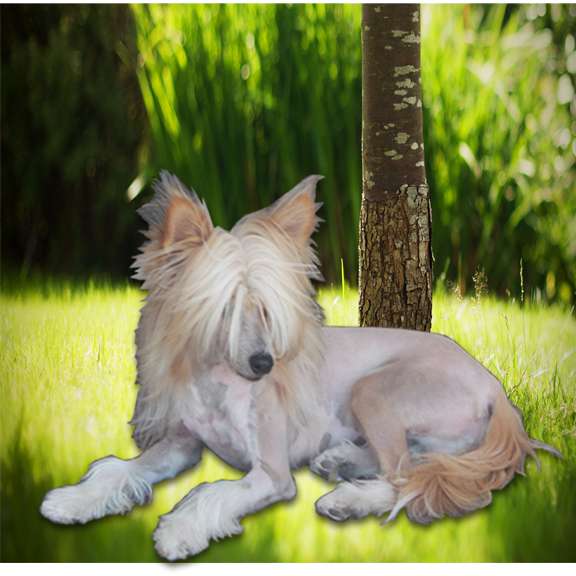 Valour's Ollie Oops A Daisy