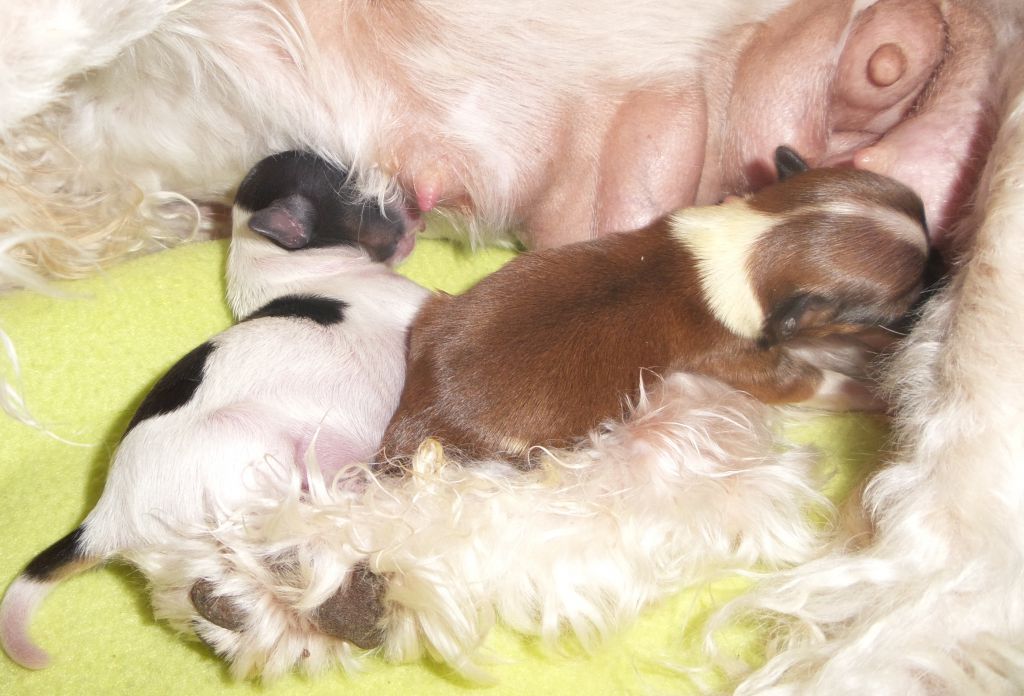 Valour's  Inspired Sassy Sum-Mi Sammy