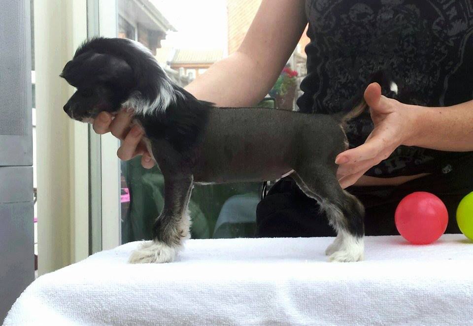 Pariansoez Painted Lady