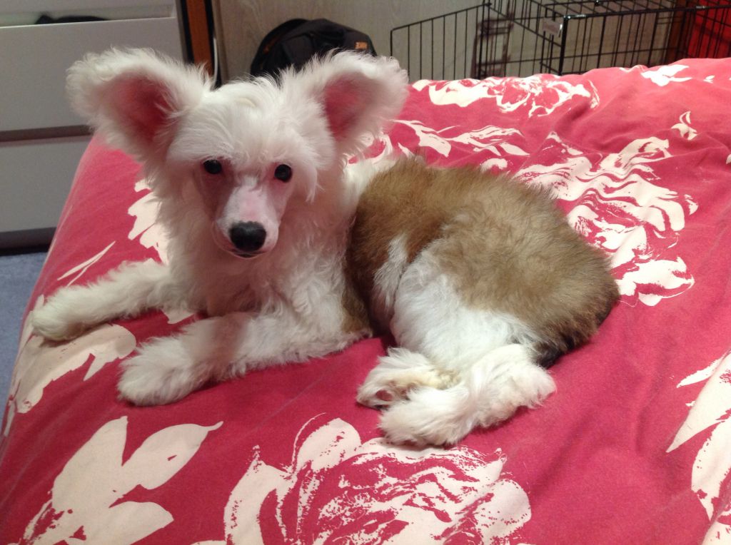 Pariansoez Touchstone Gold at Tiaramee