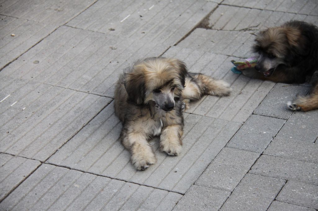 Zheneva-Debjut Orietta