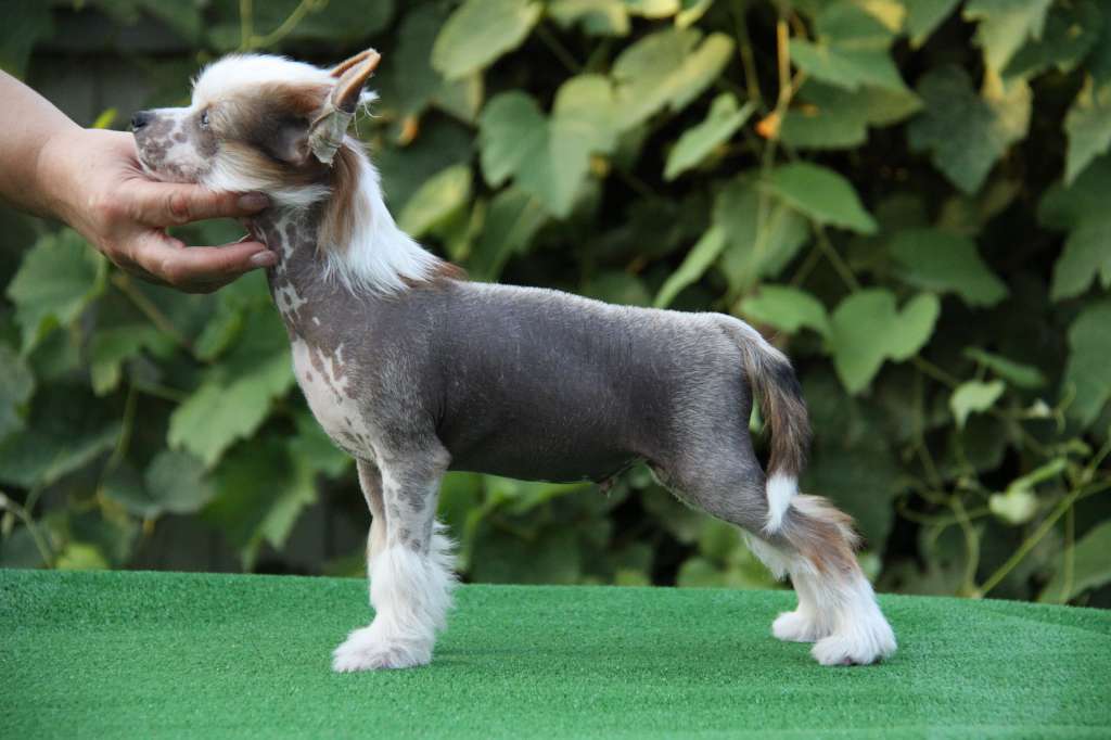 Zheneva-Debjut Galileo Galiley