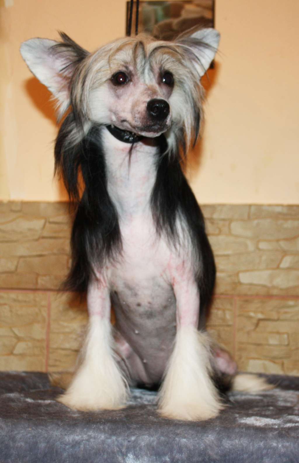 Mimi Dog Doll Jamica