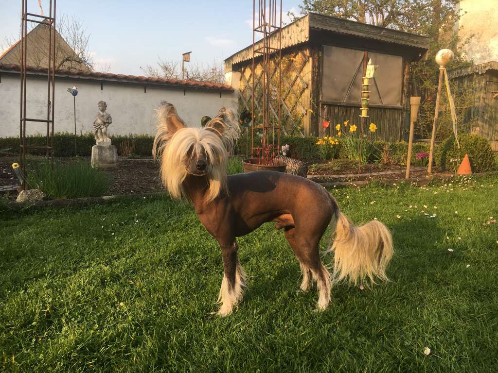 Agent of her Majesty from Dynasty of Han