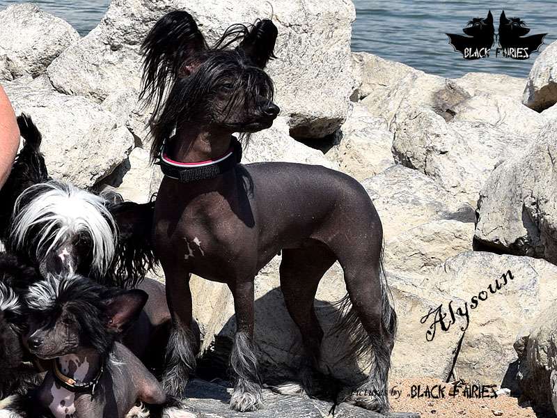 Alysoun Diara from Dynasty of Han